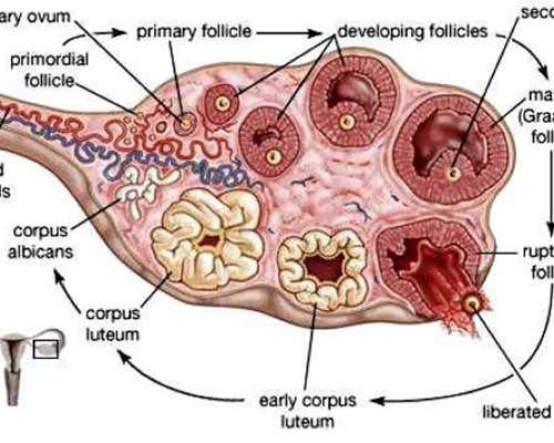 解析咸阳三代试管助孕：专业、安全、高效的生育选择