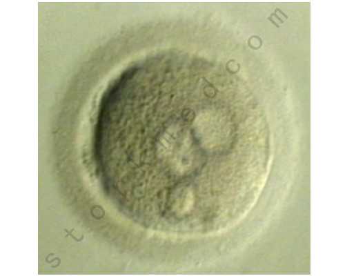 南宁助孕指南：天津试管婴儿成功率与正规助孕机构详解