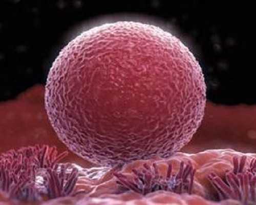 需要供卵女孩,备孕期多吃紫色助孕食物